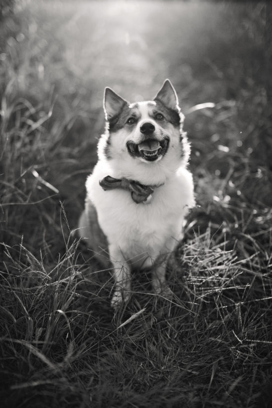 A happy dog sits in the grass, smiling at the camera