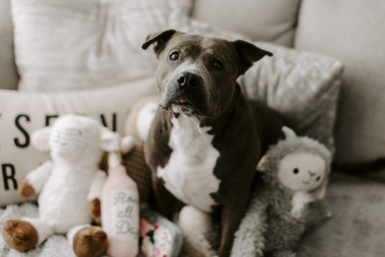 Ady the pitbull sits on a couch surrounded by stuffed toys for national dog day
