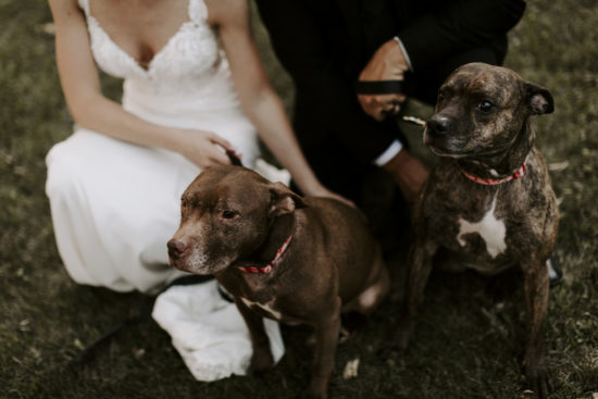 Two pit bulls sit with the bride and groom on their wedding day